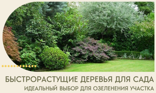 Быстрорастущие деревья для сада идеальный выбор в Валуйках