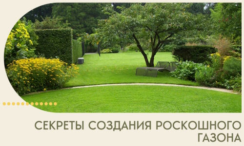 Секреты создания роскошного газона в Валуйках